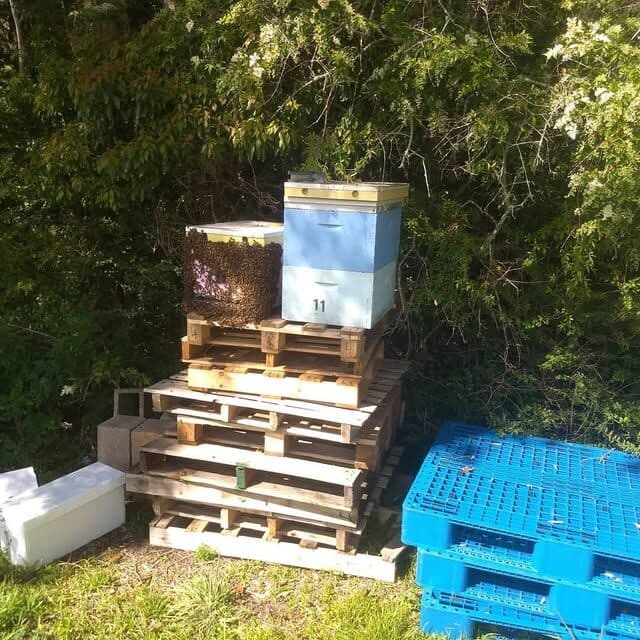 Beehives stacked on timber pallets in a small apiary beside bushland