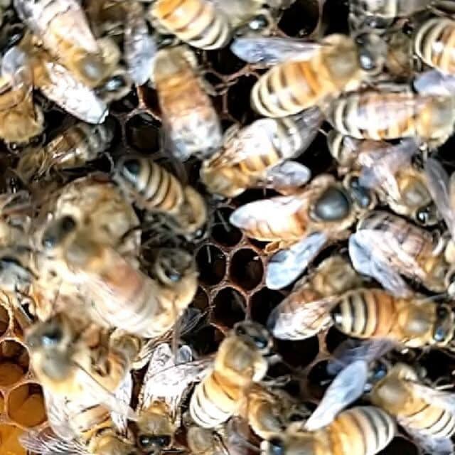 Close-up of honey bees working on comb