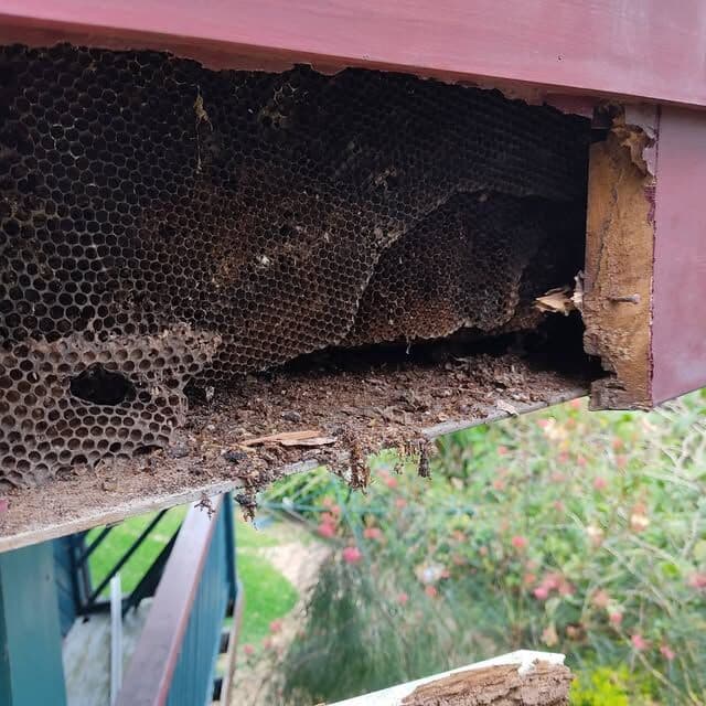 Established honeycomb exposed inside a timber eave