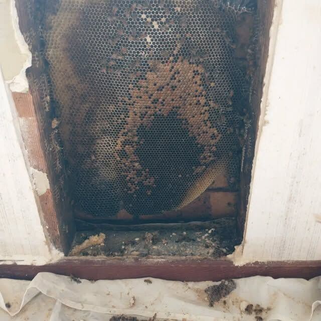 Honeycomb and bees exposed inside an opened wall cavity