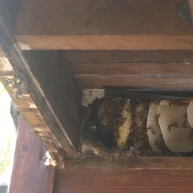 Honeycomb tucked above a timber beam under the eaves of a house