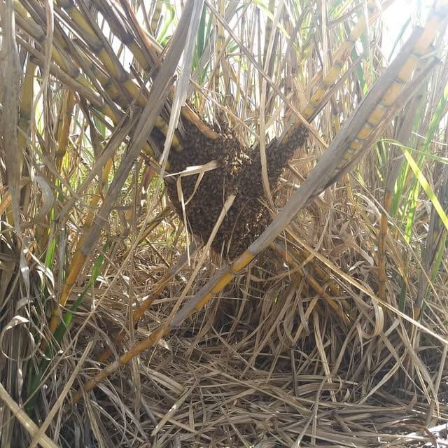 Small honey bee swarm hanging in long dry grass