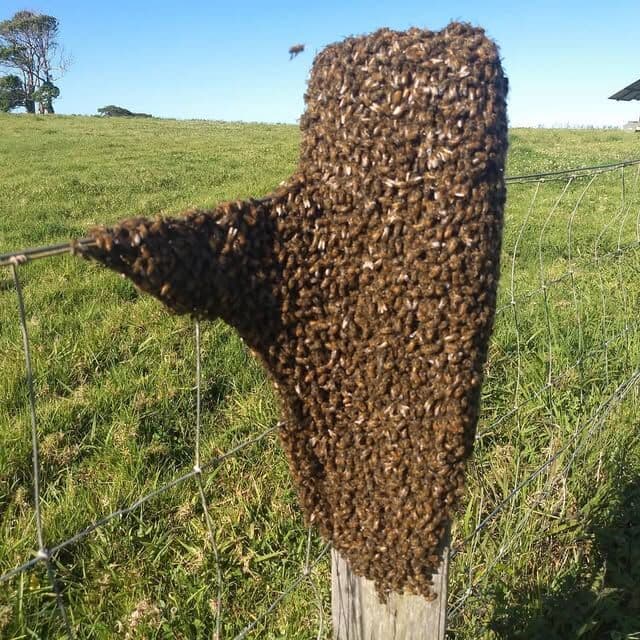 Honey bee swarm clustered on a timber fence post in a paddock